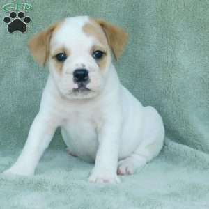 Jasper, Miniature Bulldog Puppy